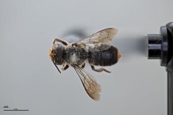 Media type: image;   Entomology 791113 Aspect: habitus dorsal view